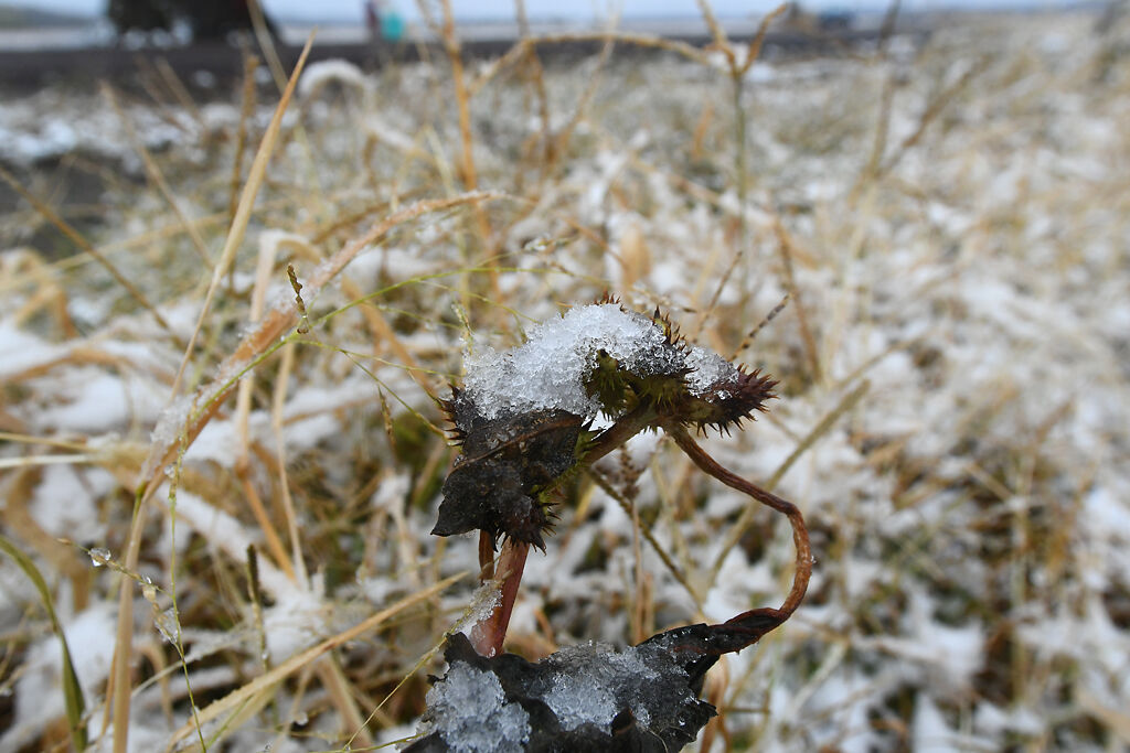 A dying plant succumbs to the snow on Monday in McBaine, Mo.